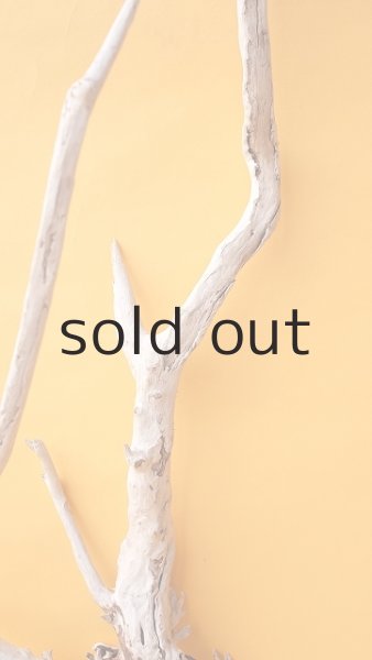 画像4: 流木根 (4)