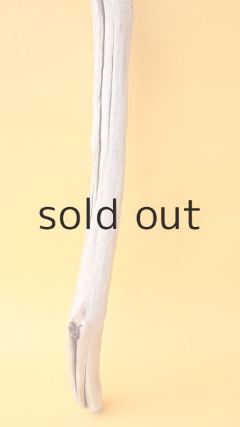 画像2: 枝流木 (2)