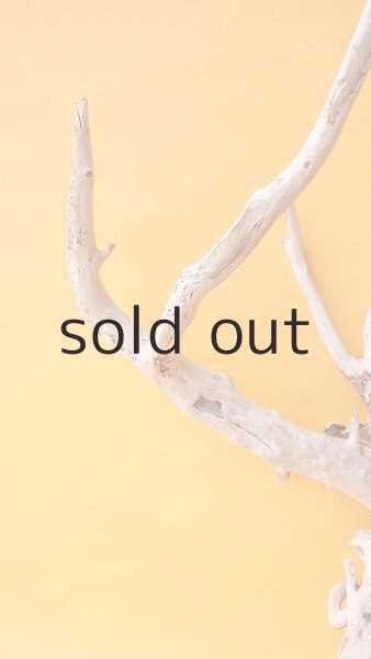 画像3: 流木根 (3)