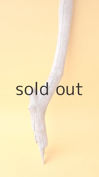 画像2: 枝流木 (2)