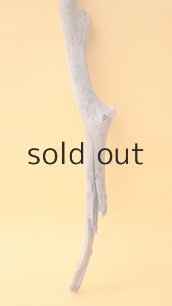 画像2: 枝流木 (2)