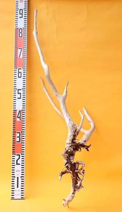 画像3: 流木根