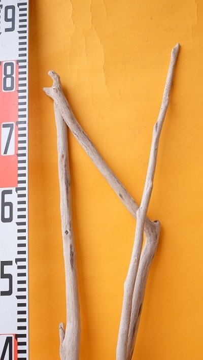 画像2: 枝流木セット