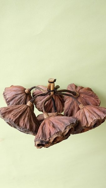 画像2: Dry plants for decor 花托モビール(7個組) (2)