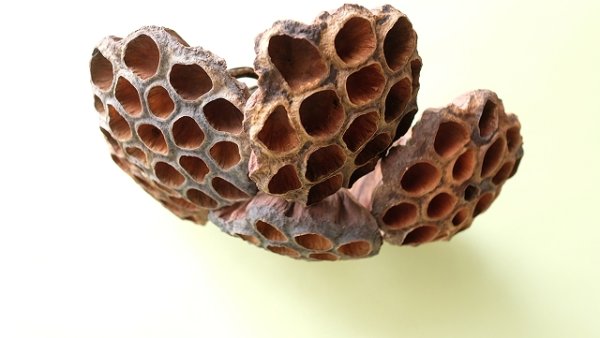 画像3: Dry plants for decor 花托モビール(7個組) (3)