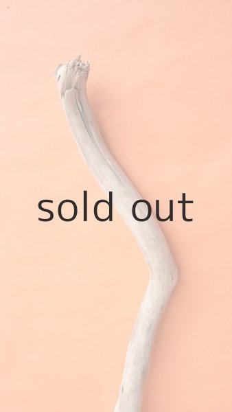 画像4: 幹流木 (4)