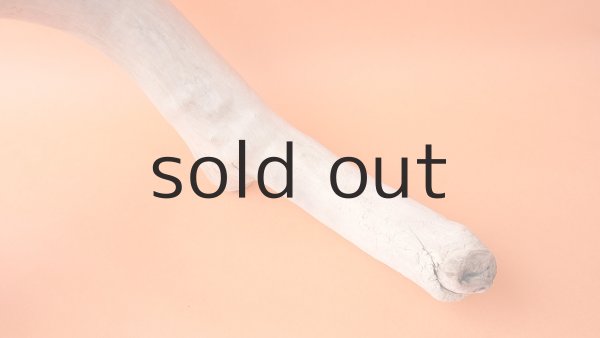 画像4: 幹流木 (4)