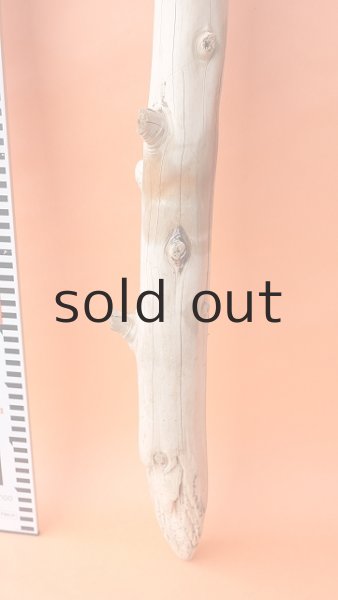 画像5: 幹流木 (5)