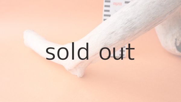 画像5: 幹流木 (5)