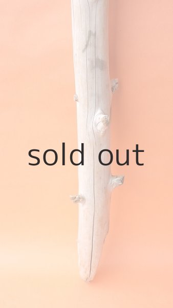 画像2: 幹流木 (2)