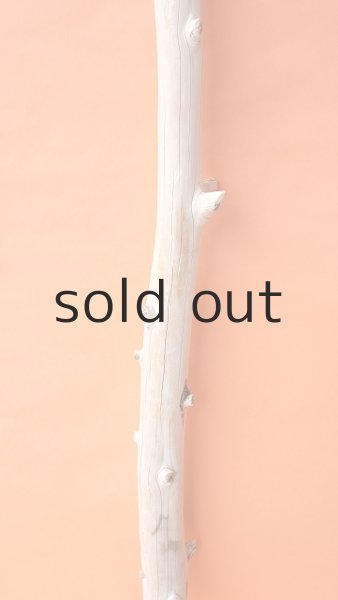 画像3: 幹流木 (3)