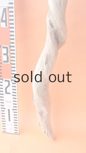 画像5: 幹流木 (5)