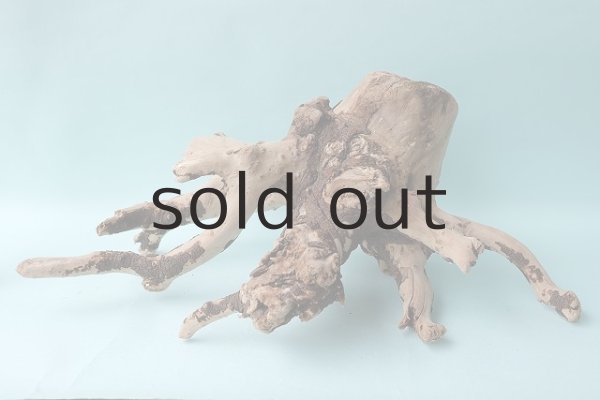 根を下向きに設置