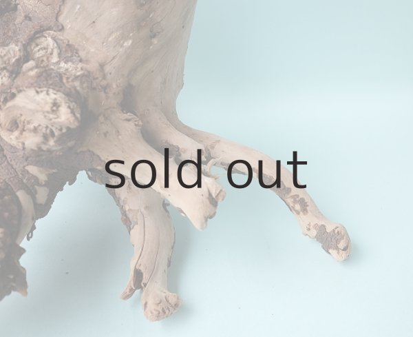 画像8: 流木根 (8)