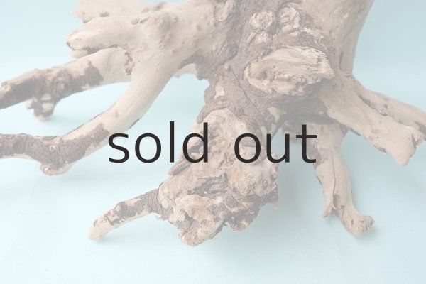 画像6: 流木根 (6)