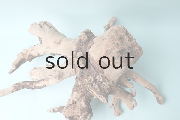 画像9: 流木根 (9)