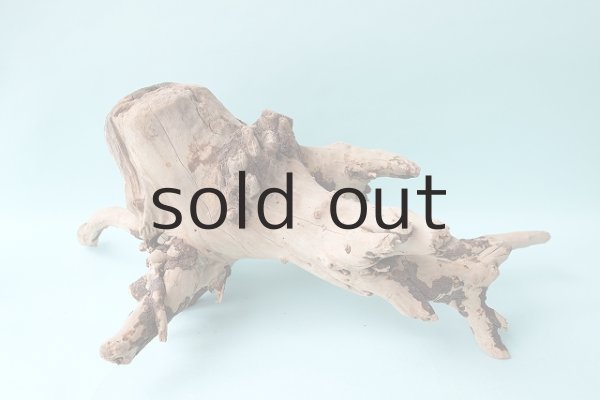 画像3: 流木根 (3)