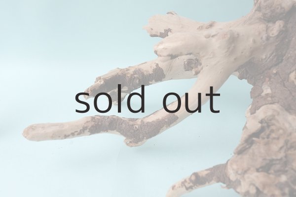 画像7: 流木根 (7)