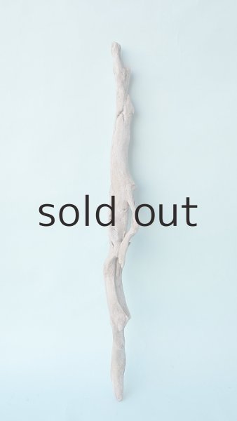 画像2: 流木根 (2)