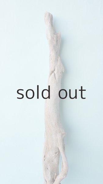 画像3: 流木根 (3)