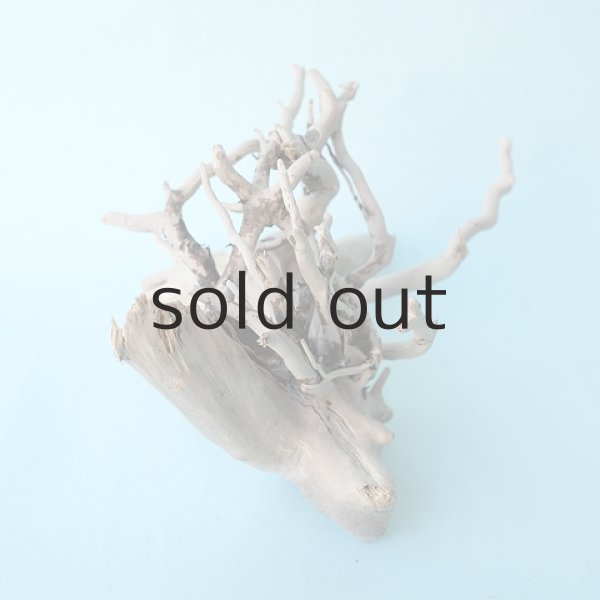 画像2: ミニ流木根 (2)