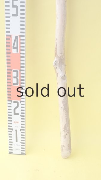 画像5: 棒流木 (5)