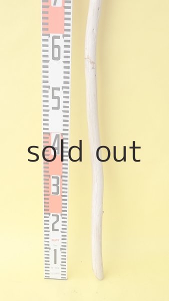 画像5: 棒流木 (5)