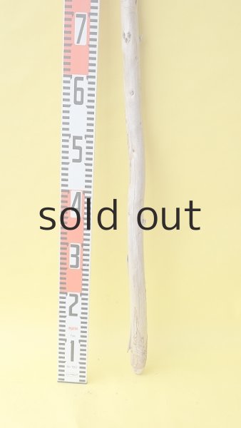 画像5: 棒流木 (5)