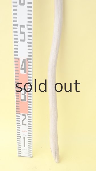 画像5: 棒流木 (5)