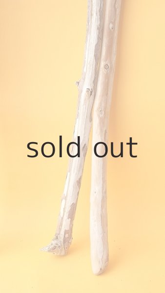 画像4: 棒流木セット (4)