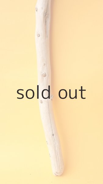 画像2: 棒流木 (2)