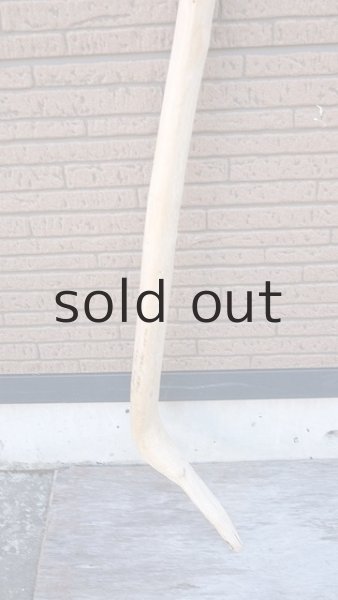 画像2: 棒流木・長尺 (2)