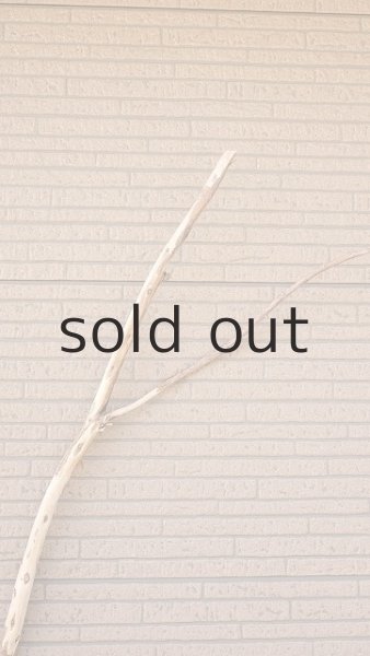 画像4: 棒流木・長尺 (4)