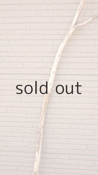 画像3: 棒流木・長尺 (3)