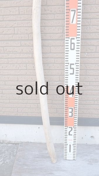 画像5: 棒流木・長尺 (5)