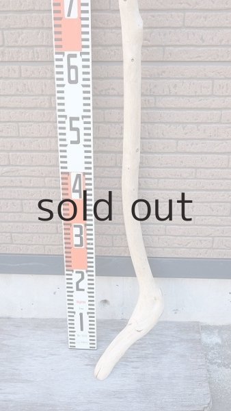 画像5: 棒流木・長尺 (5)