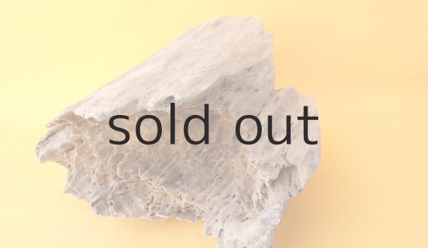 画像8: 変形流木 (8)