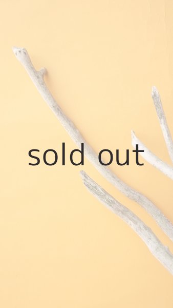 画像4: 流木根（中型） (4)