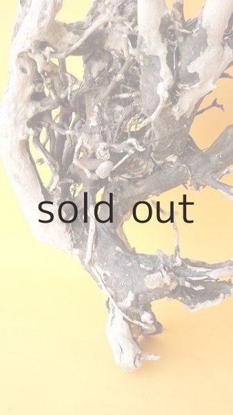 画像2: 流木根（中型） (2)