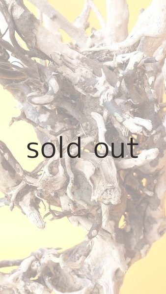 画像11: 流木根（中型） (11)