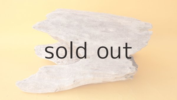 画像6: 変形流木 (6)