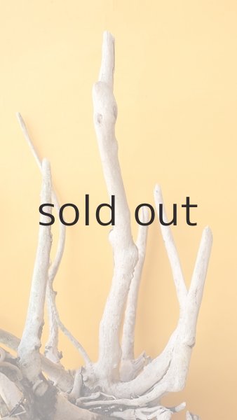 画像8: 流木根（中型） (8)