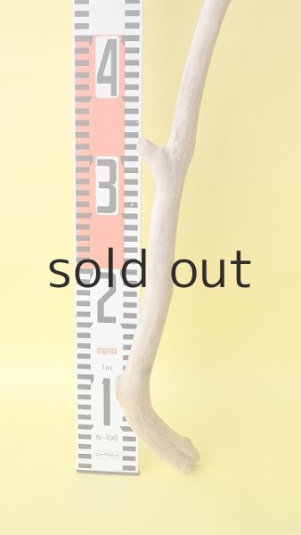 画像5: 枝流木 (5)