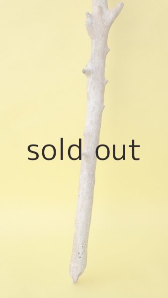 画像2: 枝流木 (2)