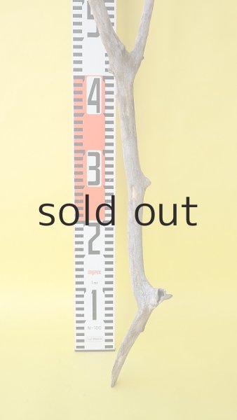 画像6: 枝流木 (6)