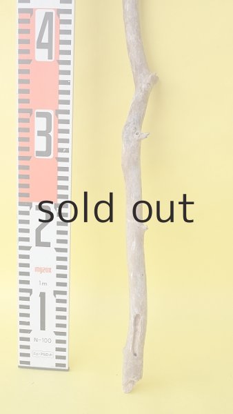 画像5: 枝流木 (5)