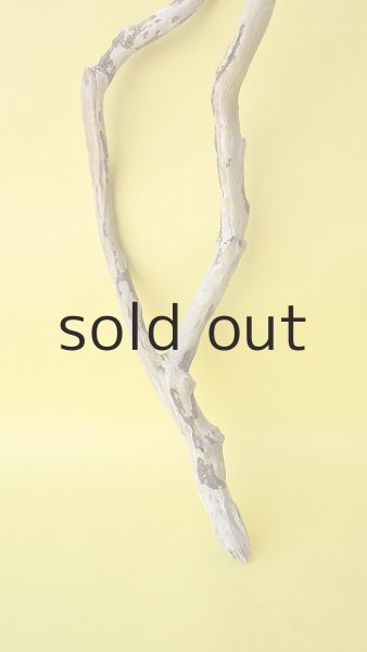 画像2: 枝流木 (2)