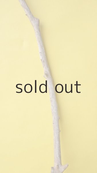 画像3: 枝流木 (3)