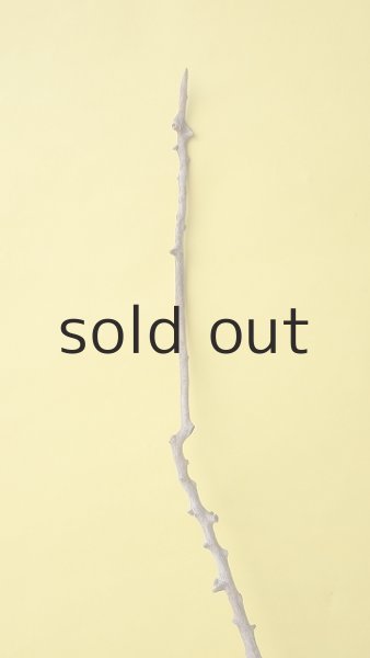 画像4: 枝流木 (4)