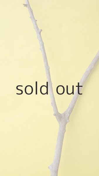 画像3: 枝流木 (3)